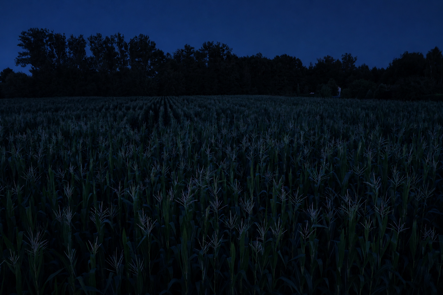 Nocne zdjęcie pola kukurydzy w Zielonym Labiryncie